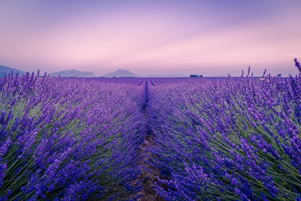 Photo France