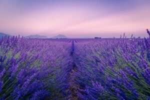 Photo France
