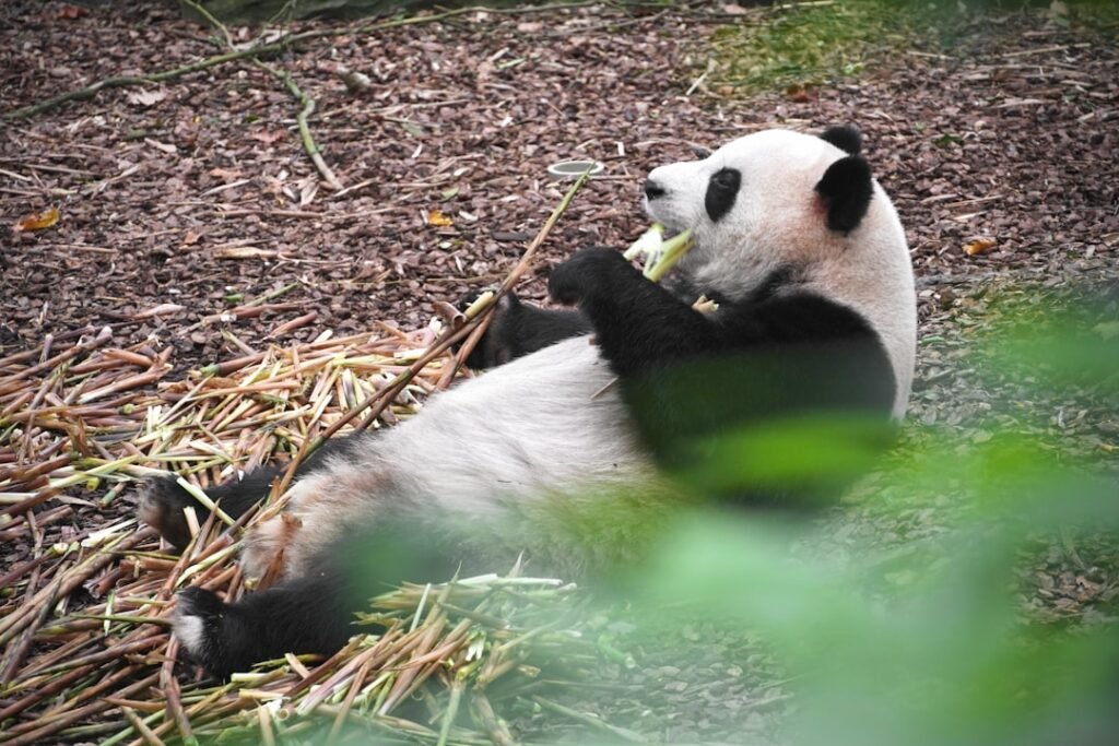 Photo Chengdu