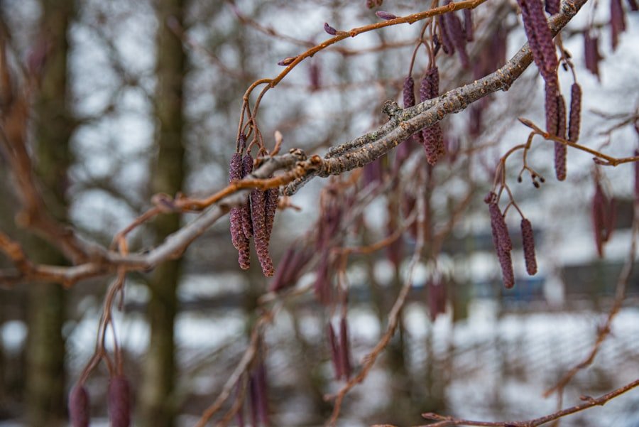Photo oslo winter
