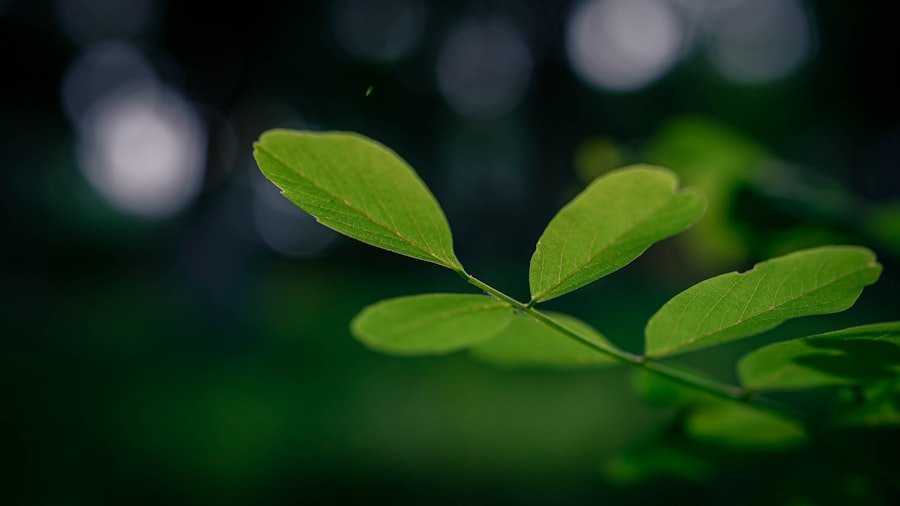 Photo beijing summer
