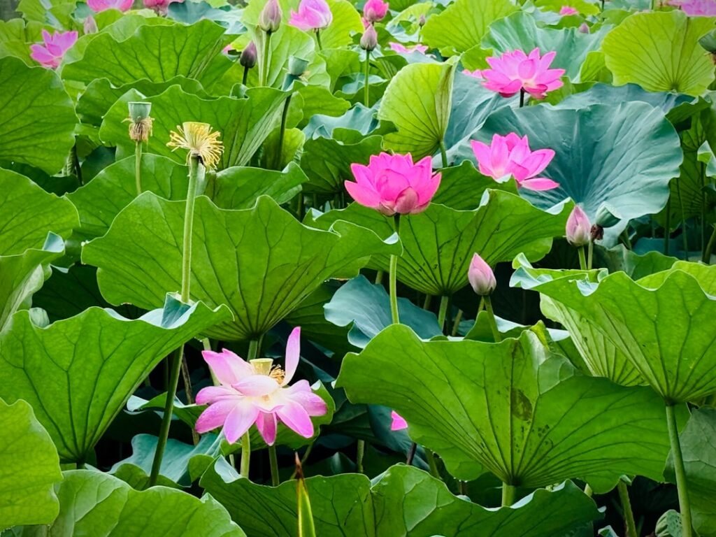 Photo beijing summer