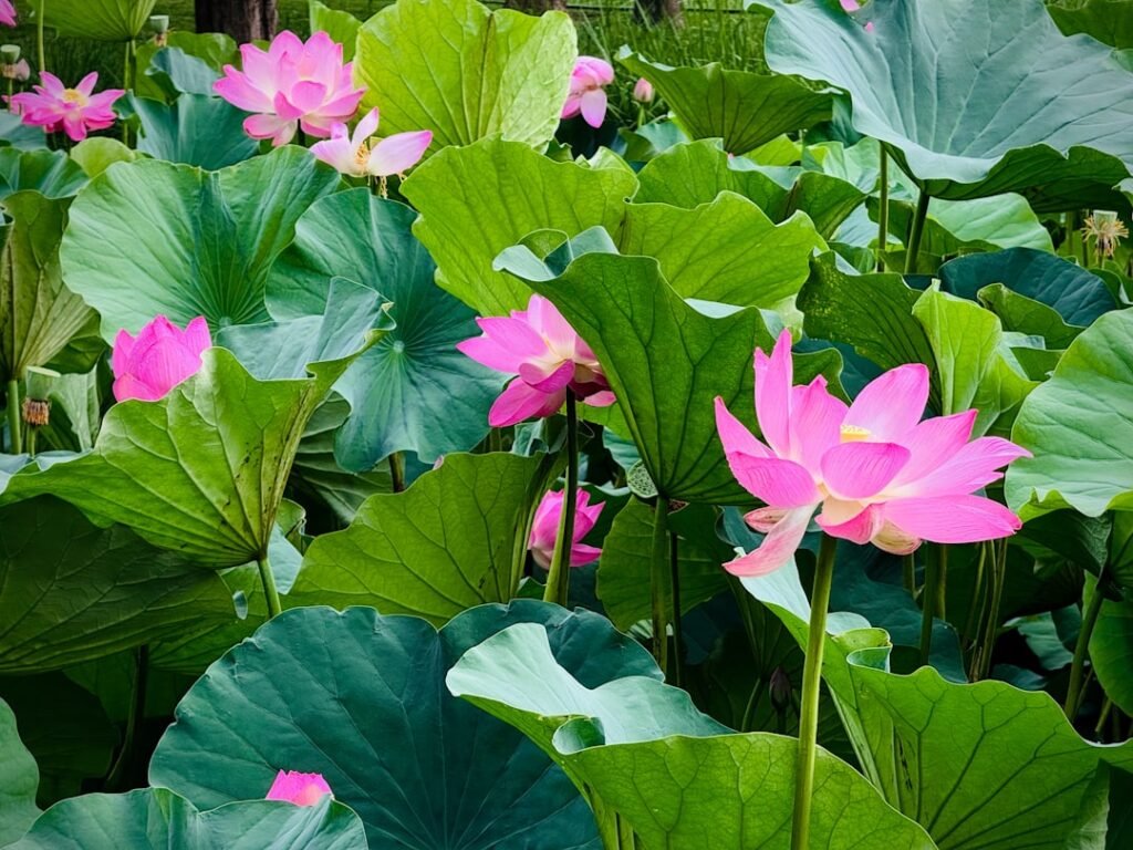 Photo beijing summer